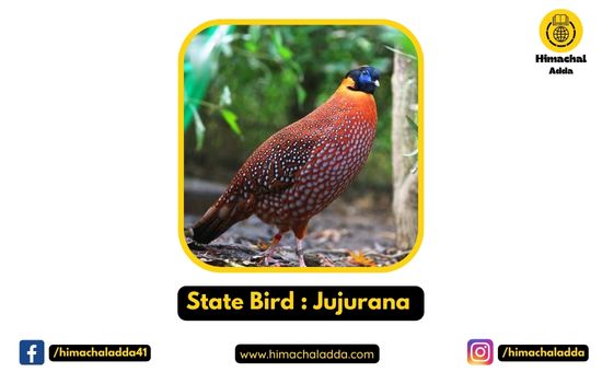 State Bird : Jujurana