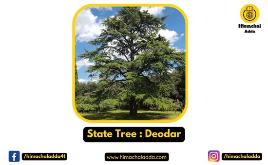 State Tree : Deodar