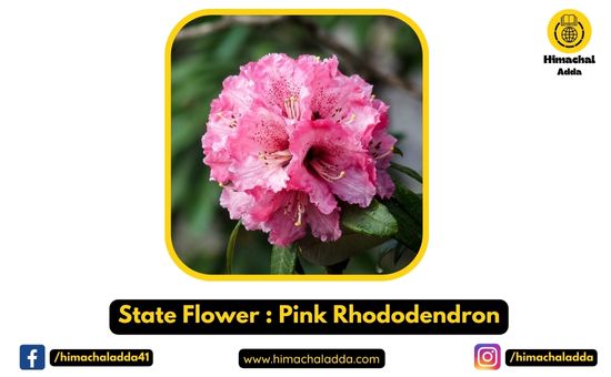 State Flower : Pink Rhododendron
